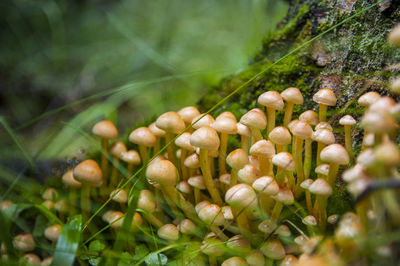 Family of white orange inedible false honey mushrooms growing from stump in a light latvian forest