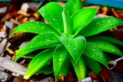 Close-up of wet plants