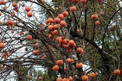 Close-up of fruits on tree