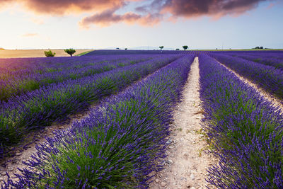 Purple flowering plants on field against sky