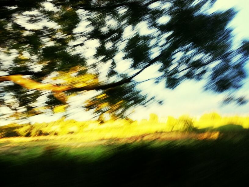 yellow, nature, sky, beauty in nature, tranquility, growth, field, focus on foreground, tree, tranquil scene, outdoors, close-up, no people, day, selective focus, leaf, scenics, low angle view, plant, fragility