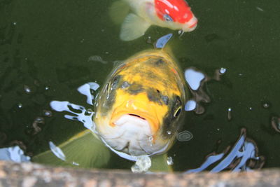 Yellow koi fish in the water.