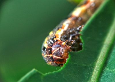 Close-up of caterpillar on leaf