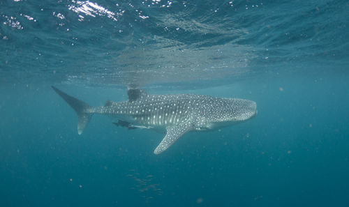 Whale shark swimming undersea