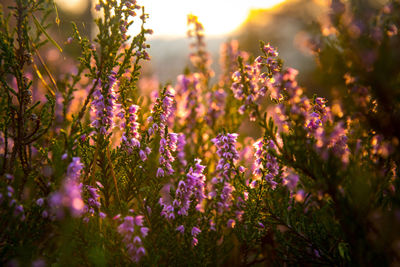 Close-up of purple flowers blooming in field