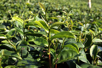 Close-up of fresh green leaves