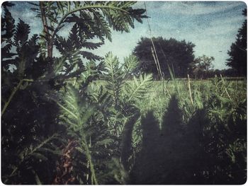 View of trees in forest