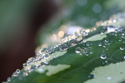 Close-up of water drops on leaf