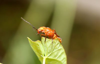 Close-up of insect on leaf