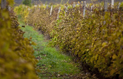 Close-up of vineyard