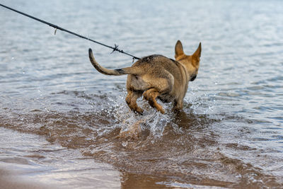 Dog running on beach