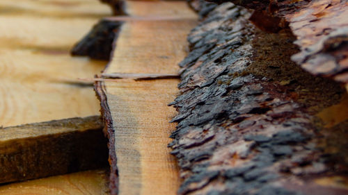 Close-up of tree trunk