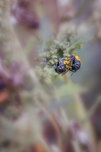 Close-up of insect on purple flower