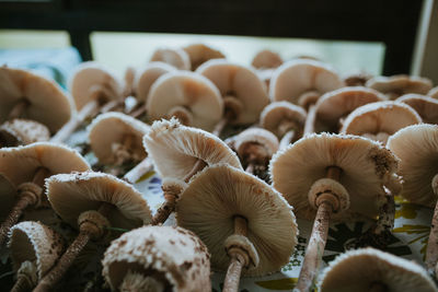 Close-up of mushrooms for sale at market