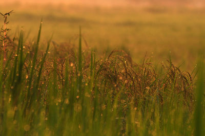 Close-up of wheat field