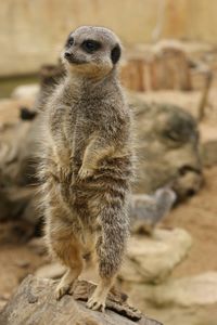 Close-up of meerkat standing on rock at zoo