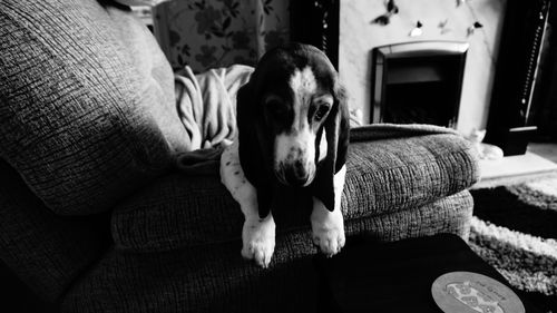 Dog resting on sofa