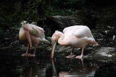 Pelicans perching at lakeshore