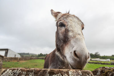 Close-up of a horse on field against sky