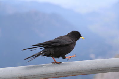 Close-up of bird perching on pole