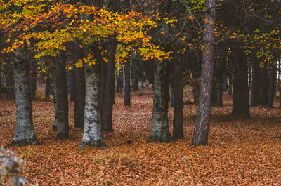 Trees in forest during autumn