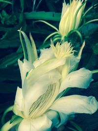 Close-up of white flower blooming outdoors