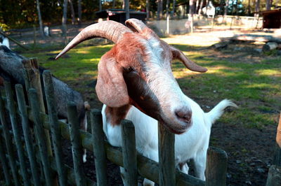 Close-up of horse in grass