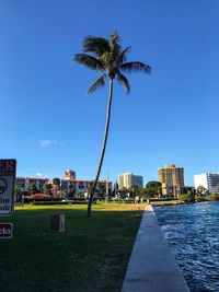 Palm trees in city against blue sky