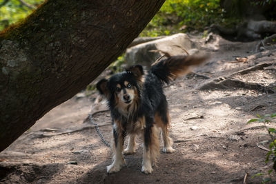 Dog below tree