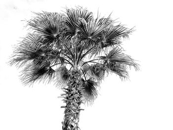 Low angle view of palm tree against clear sky