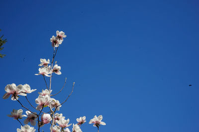 Low angle view of white flowers against clear blue sky