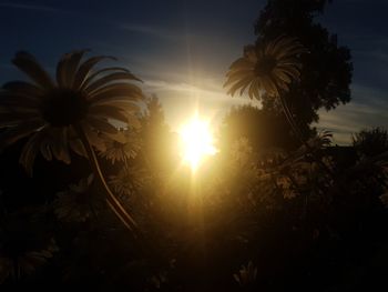Close-up of flower trees against sky during sunset