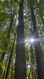 Low angle view of illuminated tree against sky