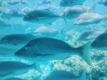 Fish swimming in aquarium