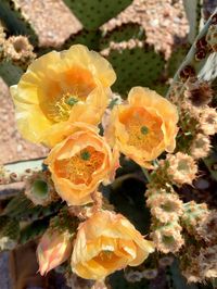 Close-up of yellow flower