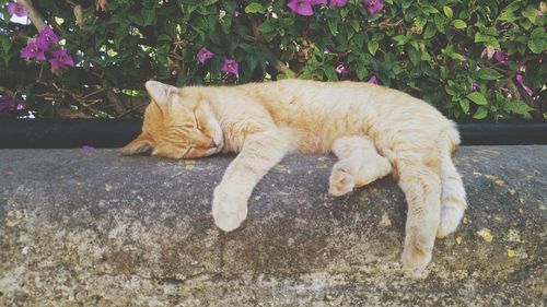 Close-up of ginger cat sleeping