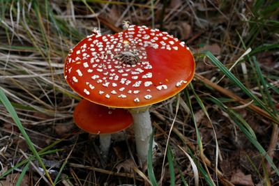 Close-up of fly agaric mushroom on field