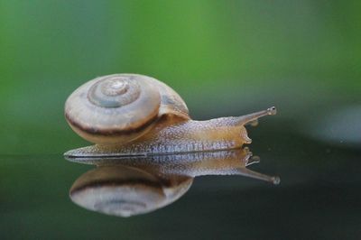 Close-up of snail