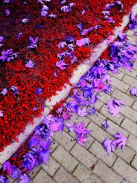 High angle view of purple flowering plants on footpath