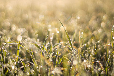 Close-up of grass field with morning dew 