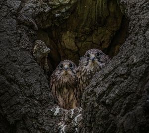 High angle view of birds on tree trunk