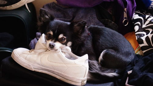 Portrait of puppy resting head on shoe