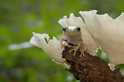 Close-up of frog on branch