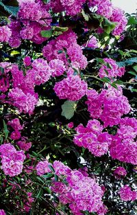 Close-up of pink flowers
