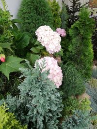 High angle view of pink flowering plant