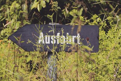 Close-up of text on grass