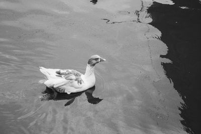 High angle view of birds swimming on lake