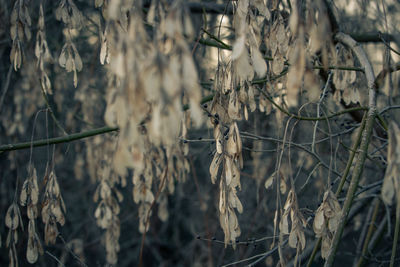 Close-up of dried plant on field