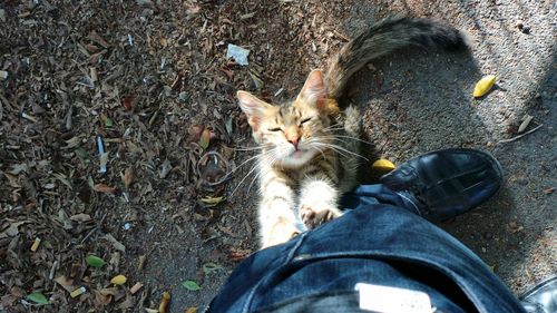 High angle view of cat sitting on floor