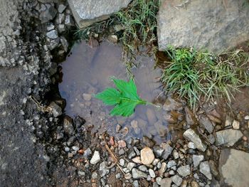 High angle view of plants